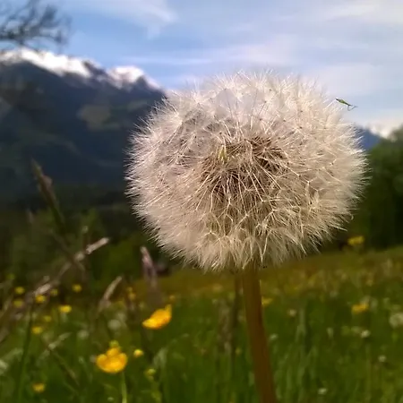 Mosenbauer Salzburg